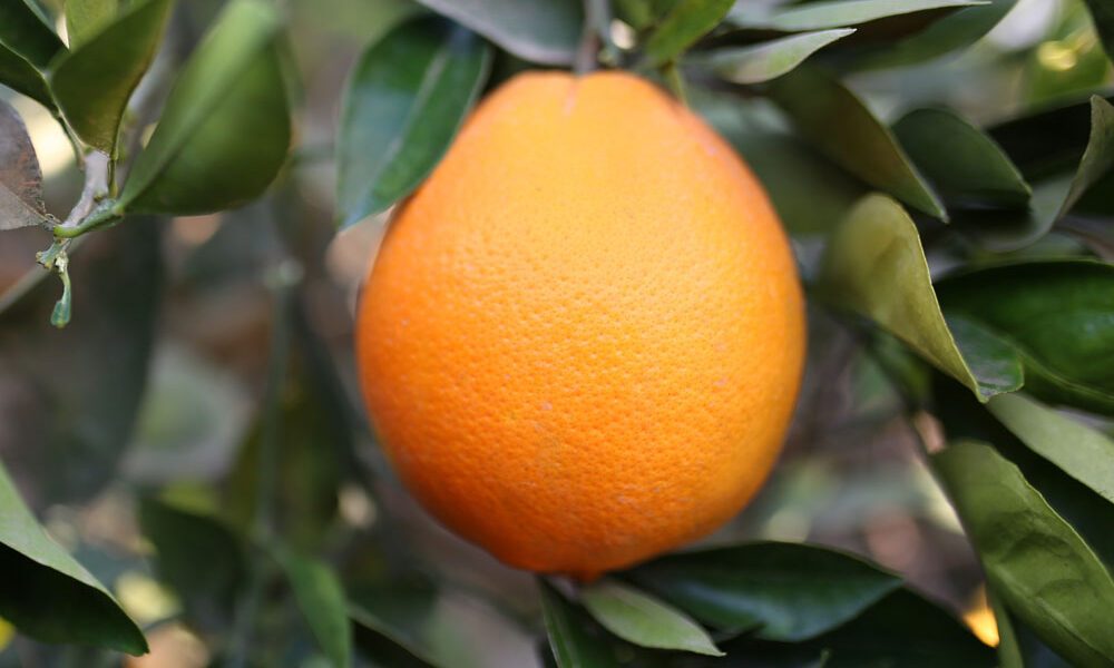 Future-Agrico-Oranges-2.1