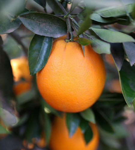 Future-Agrico-Oranges-3.1