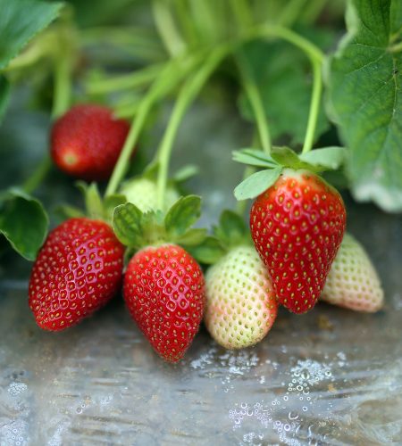 Future-Agrico-Strawberries-2.1
