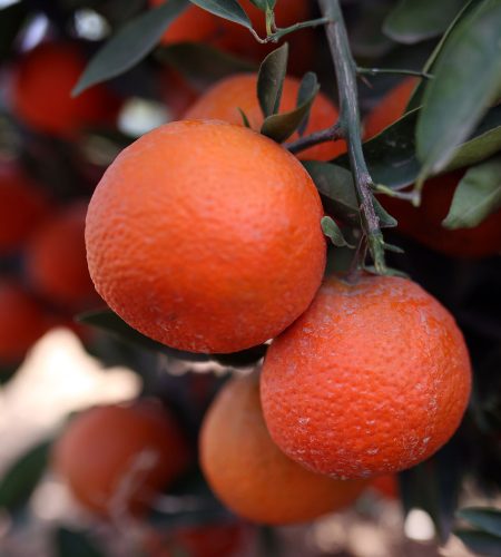 Future-Agrico-tangerine-1.1