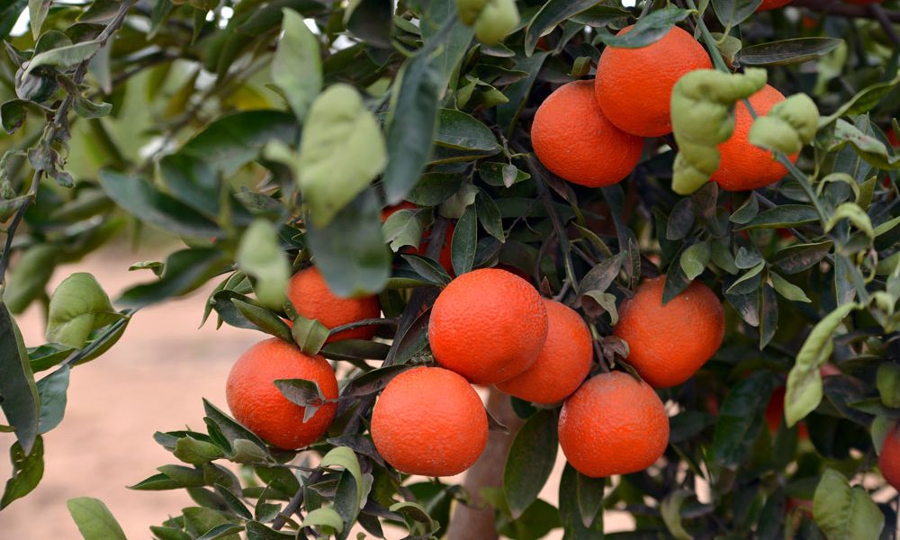 Future-Agrico-tangerine-2